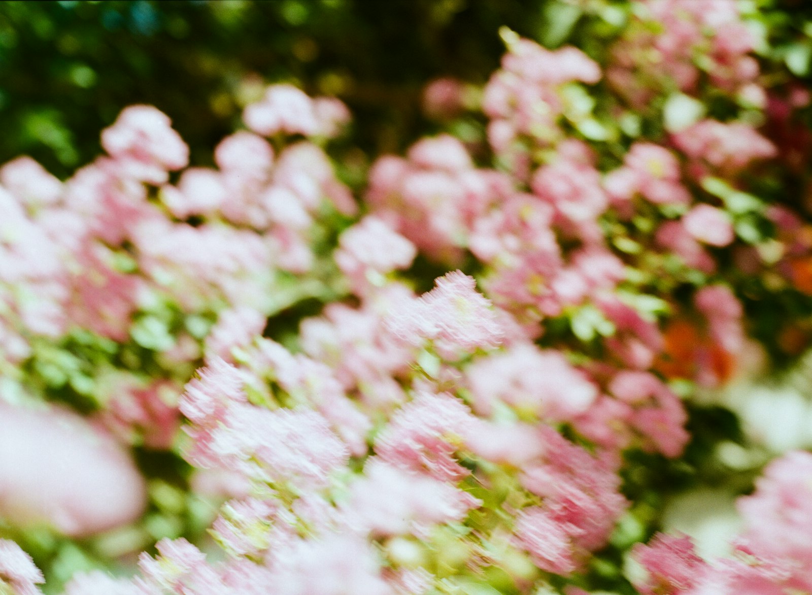 Dreamy film botanicals